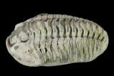 Bargain, Flexicalymene Trilobite - Mt Orab, Ohio #133912-1